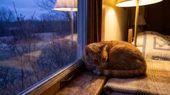 Kissasi ei rakasta sinua: 5 merkkiä, jotka ohitat päivittäin