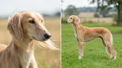 Nopeuden johtajat: 7 nopeinta koirarotua