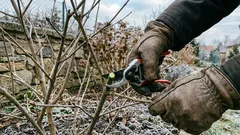 Talvileikkaus ilman virheitä: 9 vinkkiä hedelmäpuille, ruusuille ja pensaille