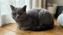 Kuinka kissaa ei pidä kasvattaa: 10 virhettä, jotka pilaavat lemmikkisi käytöksen