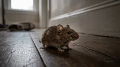 6 luonnollista tapaa pitää hiiret poissa kodistasi koko talven, tuholaistorjujien mukaan
