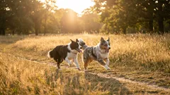 Kaoottisista lenkeistä rauhalliseen yhteyteen: miten opetat koiran kulkemaan ilman hihnaa