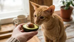 8 tuoksua, joista kotikissat pitävät erityisen paljon