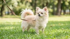 5 koirarotua naisille: luonne, hoito ja arki