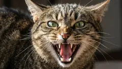 6 kissarotua, jotka eivät sovi aloittelijoille: niitä on vaikea käsitellä