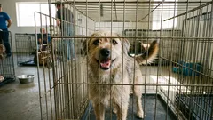 4 väärinkäsitystä löytökoirista: miksi sinun ei kannata pelätä koiran adoptoimista löytöeläintalosta