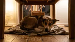 Koira paniikissa ilotulitteiden ja sähikäisten takia? Täydellinen opas omistajille