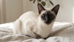 Siamilaisen kissan hankkiminen: edut, haasteet ja vinkkejä rauhallisempaan elämään