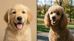 Mahdollisimman vähän vaivaa, mahdollisimman paljon iloa: 5 koirarotua ensikertalaisille omistajille