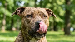 10 koirarotua, joilla on kultainen luonne – nämä ovat ehdottomasti hankkimisen arvoisia