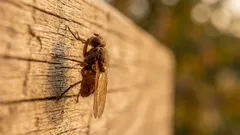 Näin pääset eroon kärpäsistä keittiössä: 5 kemikaalitonta menetelmää