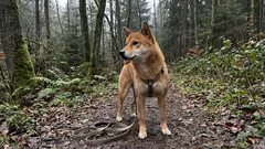 Miksi nämä koirat vaikuttavat itsepäisiltä? 7 rotua, jotka tarvitsevat erityistä huomiota