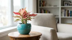 Näyttäviä mutta vaativia huonekasveja: Nämä 13 kaunotarta tarvitsevat enemmän kuin luulet
