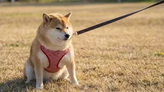 Mitä tehdä, jos koirasi ei halua lähteä lenkille – 7 mahdollista syytä ja ratkaisua